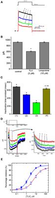 Evidence for Effective Multiple K+-Current Inhibitions by Tolvaptan, a Non-peptide Antagonist of Vasopressin V2 Receptor